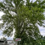 Platano di Napoleone, veduta d'insieme